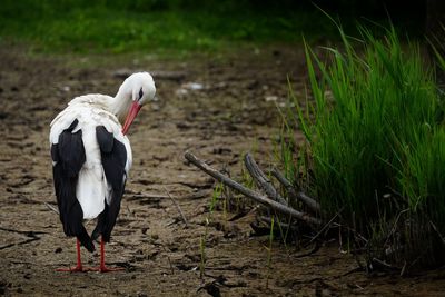 Bird perching on a field