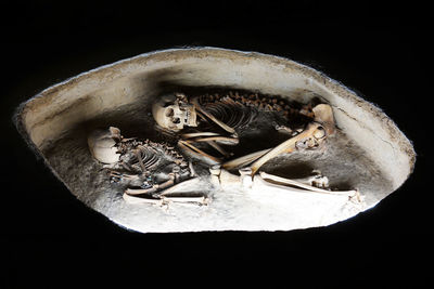 Close-up of animal skull