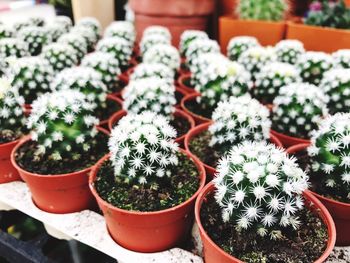 Close-up of potted plants