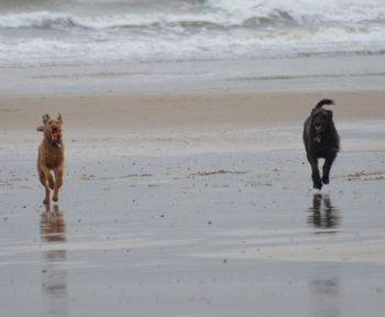Dog walking on wet beach