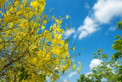Low angle view of autumn trees against sky
