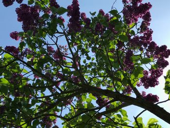 Low angle view of tree against sky