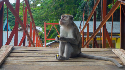 Monkey sitting on wooden table in zoo