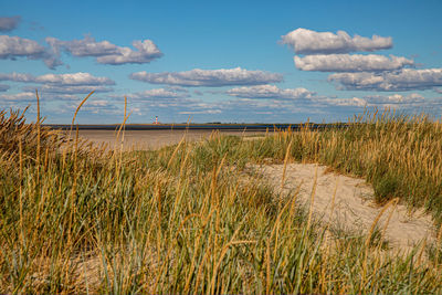 Dune grass on the beach of st. peter ording