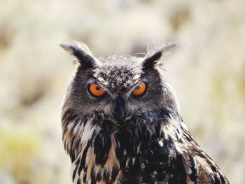 Close-up of owl