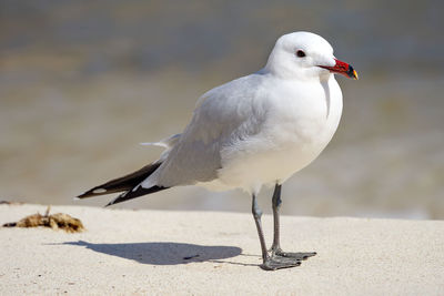 Close-up of seagull perching on a land