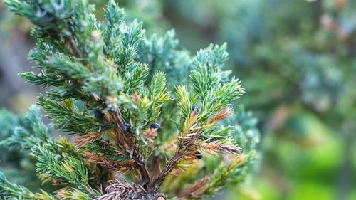 Close-up of pine tree