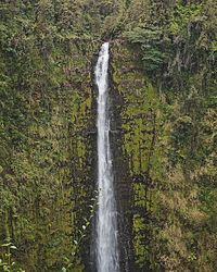 View of waterfall in forest