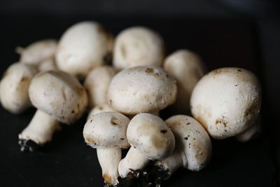 Close-up of mushrooms