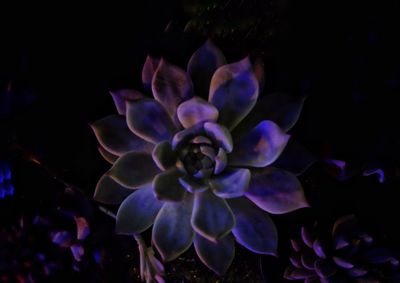 Close-up of flowers against blurred background