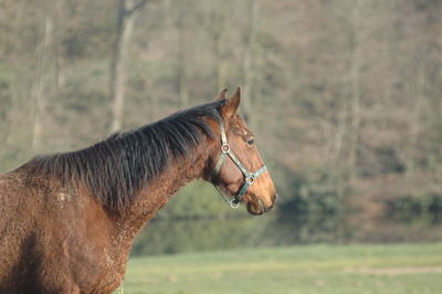 Side view of brown horse standing on field