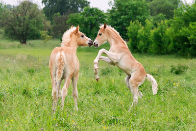 Horses on grassy field