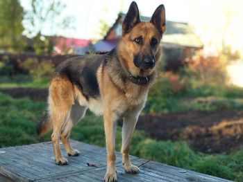 Portrait of dog standing outdoors