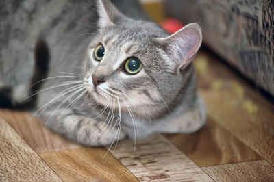 Close-up portrait of cat