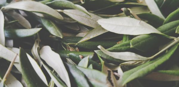 Close-up of leaves