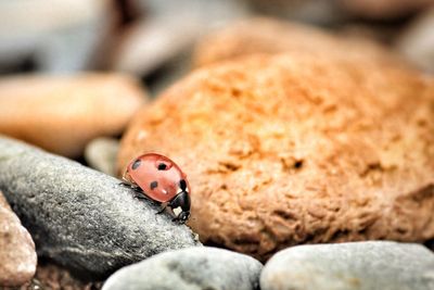 Close-up of ladybug on rock