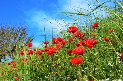 Close-up of red flower blooming in field