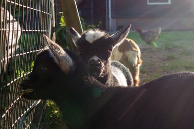 Two kid goats/ goaties at animal farm at golden hour 