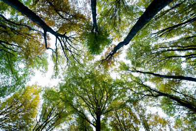 Low angle view of trees against sky