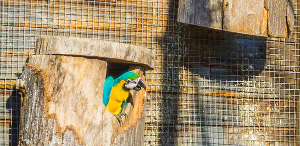 View of a bird in cage