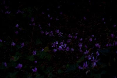 Close-up of flowers at night