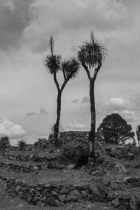 Trees on landscape against sky