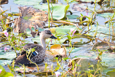 Duck on lakeshore