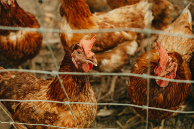 Close-up of birds in the farm