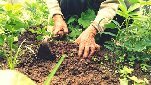 Close-up of man working on farm