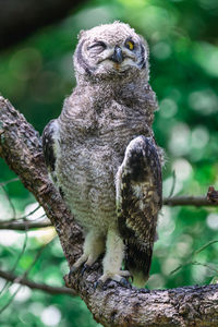 Close-up of owl sitting on branch