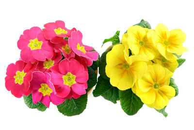 Close-up of flower over white background