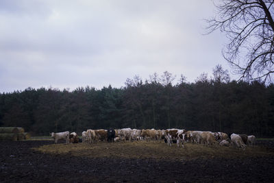 Herd of cows on field by trees against sky