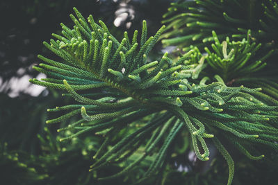 Close-up of pine tree