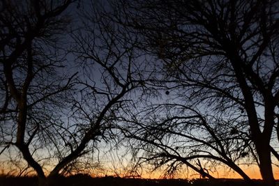 Silhouette of bare trees at sunset