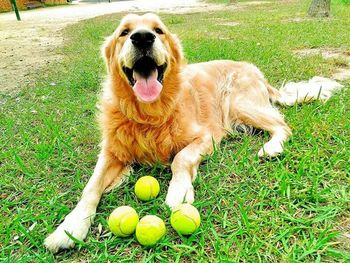 Close-up of golden retriever with ball on grass