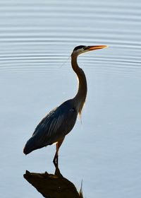 Close-up of gray heron perching on lake