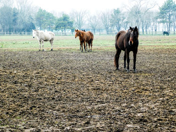 Horses on field against sky
