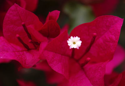 Close-up of fresh pink rose flower