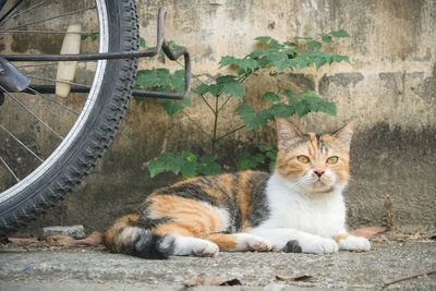 Portrait of cat sitting against wall