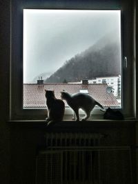 Cat looking through window