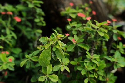 Close-up of green leaves