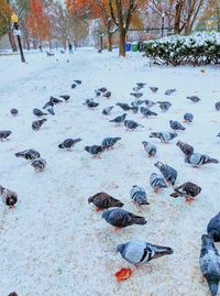 High angle view of pigeons on snow
