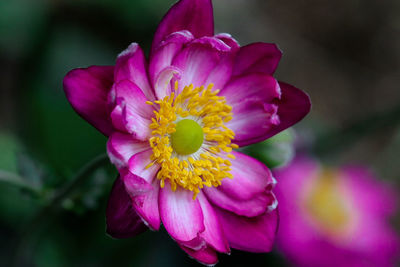 Close-up of pink flower