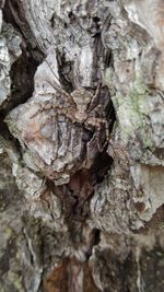 Full frame shot of tree trunk