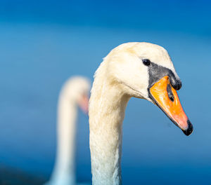 Close-up of swan