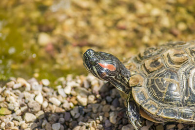 Red eared slider turtle trachemys scripta elegans resting on stones near water