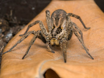 Close-up of spider