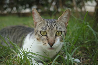 Portrait of cat on field