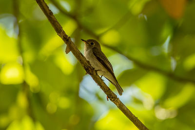 Close-up of bird perching on branch