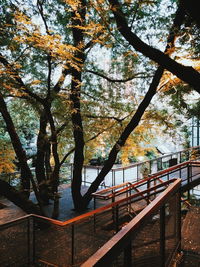 Trees by plants in park during autumn